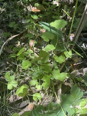 Hydrocotyle heteromeria