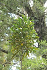 Pseudopanax