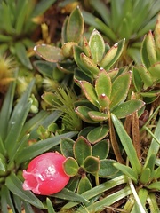 Disterigma empetrifolium