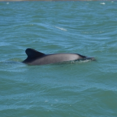 Cephalorhynchus commersonii