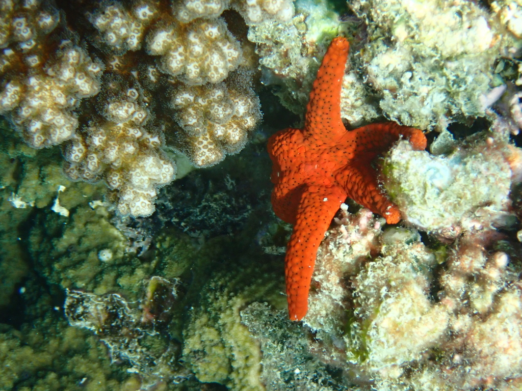 Red Sea Star