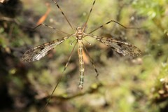 Austrolimnophila argus