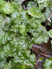 Tolmiea diplomenziesii