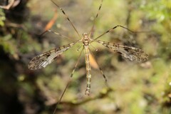 Austrolimnophila argus