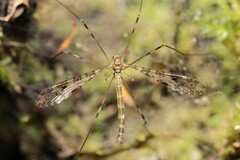 Austrolimnophila argus