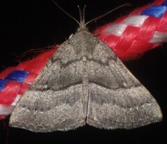 Hypena atomaria