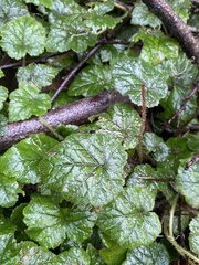 Tolmiea diplomenziesii