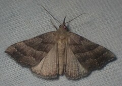 Hypena atomaria