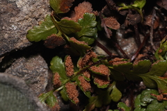 Asplenium bradleyi