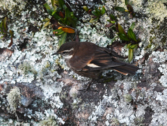 Cinclodes olrogi