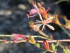 Gaura