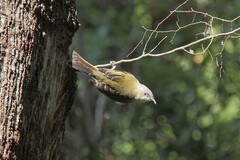 Anthornis melanura