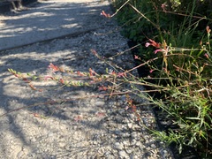 Gaura
