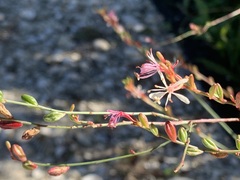 Gaura