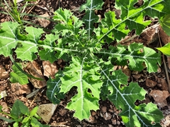 Argemone mexicana