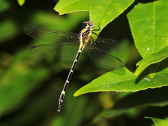 Austrogomphus prasinus