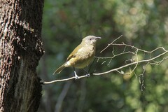 Anthornis melanura