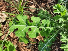 Argemone mexicana
