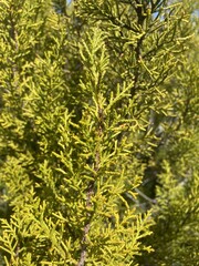 Halocarpus bidwillii