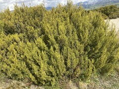 Halocarpus bidwillii