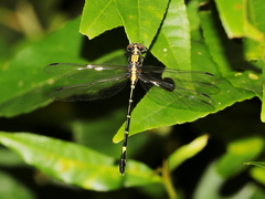 Austrogomphus prasinus