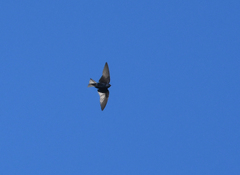 Progne elegans