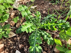 Argemone mexicana