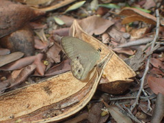 Hypocysta pseudirius