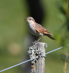 Cinclodes comechingonus