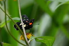 Chlosyne gaudialis gaudialis