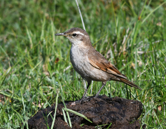 Cinclodes comechingonus