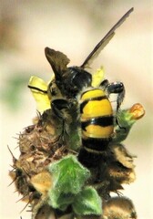 Radumeris radula