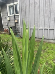 Chasmanthe floribunda