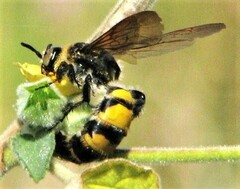 Radumeris radula