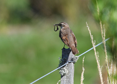 Cinclodes comechingonus