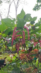 Acalypha hispida