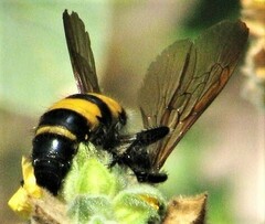 Radumeris radula
