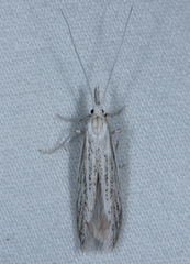 Agriphila attenuatus