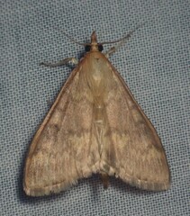 Ostrinia