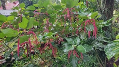 Acalypha hispida