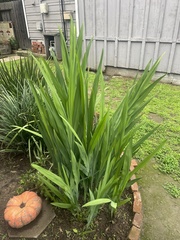 Chasmanthe floribunda