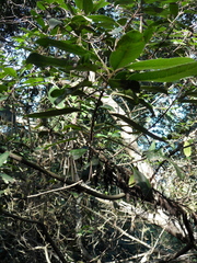 Heteromeles arbutifolia