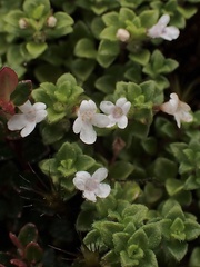 Clinopodium nubigenum