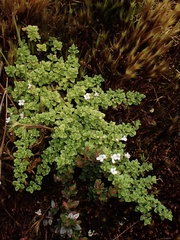 Clinopodium nubigenum