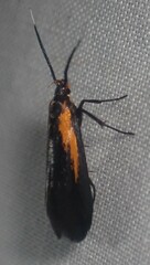 Mathildana newmanella