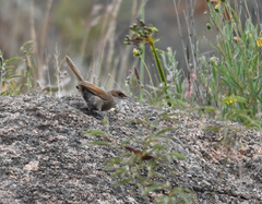 Tarphonomus certhioides