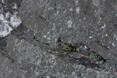 Asplenium bradleyi