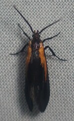 Mathildana newmanella