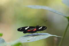 Heliconius doris