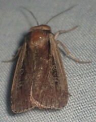 Ochropleura implecta